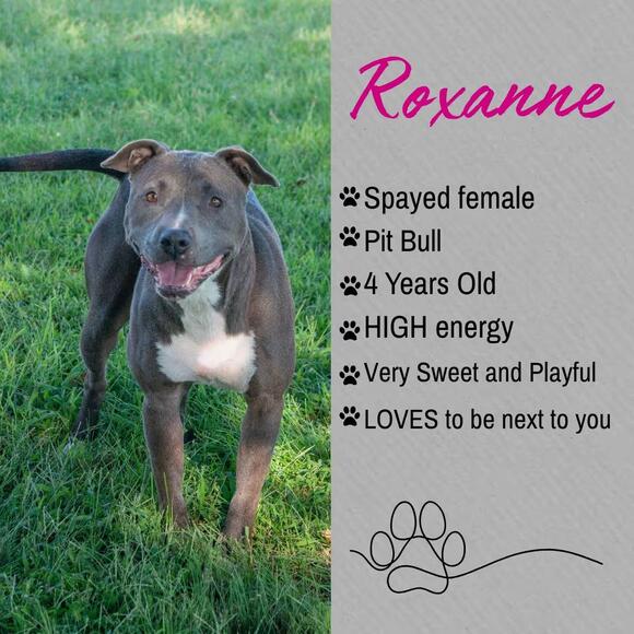 🐶 Gentle, Loyal Dogs Waiting for Adoption in Junction City KS - NewsBreak