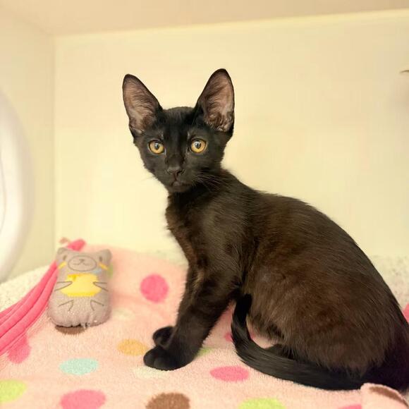 🐱 Playful Kittens Ready for Adoption in Ojai, California - NewsBreak