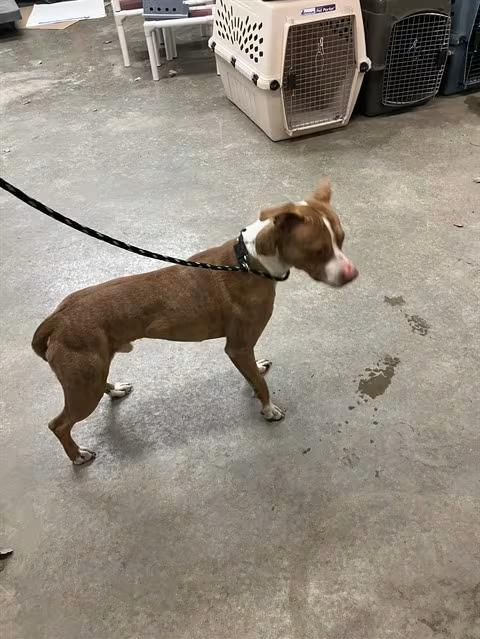 🐶 Playful and Loving Dogs Ready for Adoption in Springfield - NewsBreak