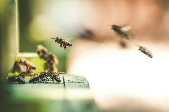 When Did the First Bees Appear and Did Dinosaurs Notice - NewsBreak