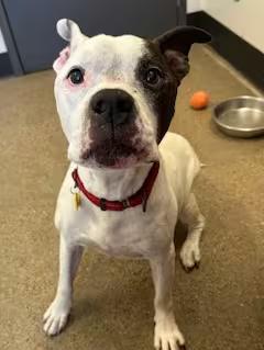 🐶 Playful, Wise & Loyal Dogs Ready for Adoption in Cleveland - NewsBreak