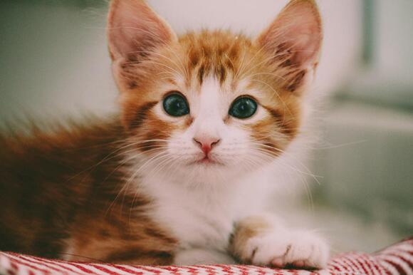 How to Tell If Your Cat Feels Safe in Your Home - NewsBreak