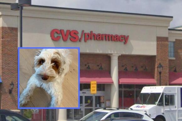 Florham Park police seek BMW stolen with puppy inside - NewsBreak