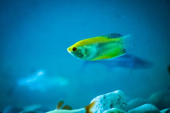 12 Smartest Fish Ever Studied - NewsBreak