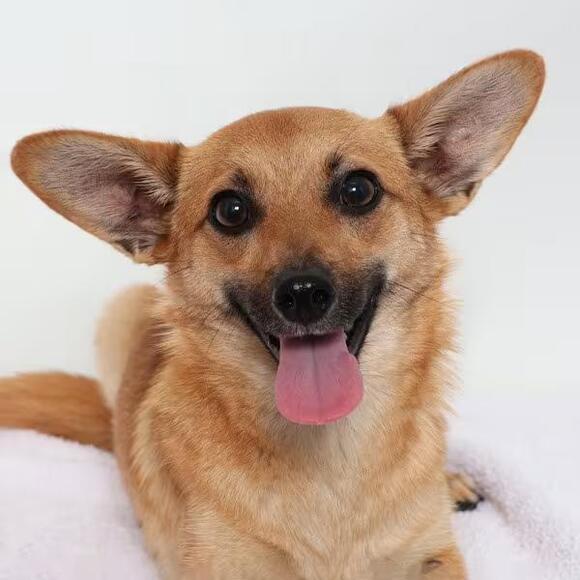 🐶 Gentle San Luis Obispo Dogs Ready for Loving Homes - NewsBreak