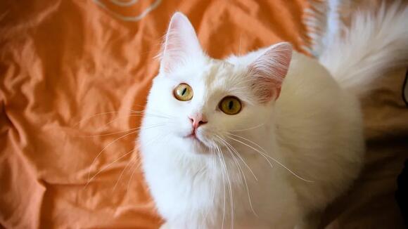 15-cat-breeds-that-clash-with-busy-lifestyles-more-than-owners-expect