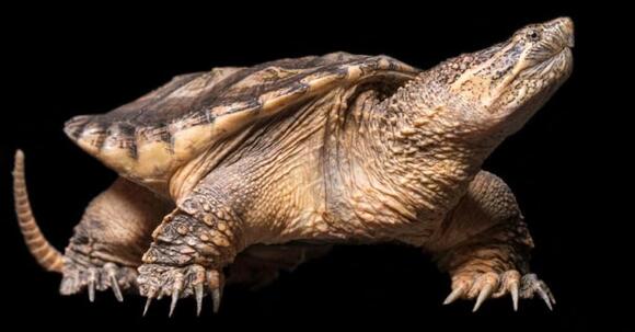 Box Turtle vs Snapping Turtle: What Are The Differences? - NewsBreak