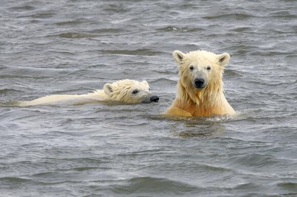 Would a Polar Bear Attack If You Stood Your Ground? Arctic Scientists ...