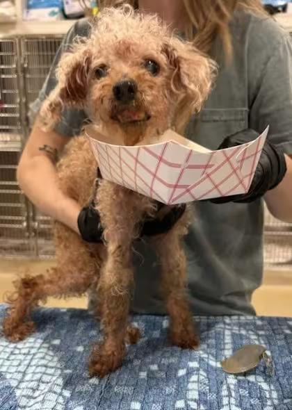 🐶 Playful, Gentle & Loyal Dogs Ready for Adoption in Atlanta - NewsBreak