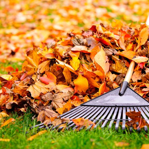 💰 Free leaf pickup and fall cleanup options in Monticello - NewsBreak