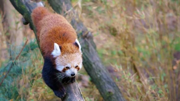 Did You Know Red Pandas Are Sometimes Called “Fire Foxes”? - NewsBreak