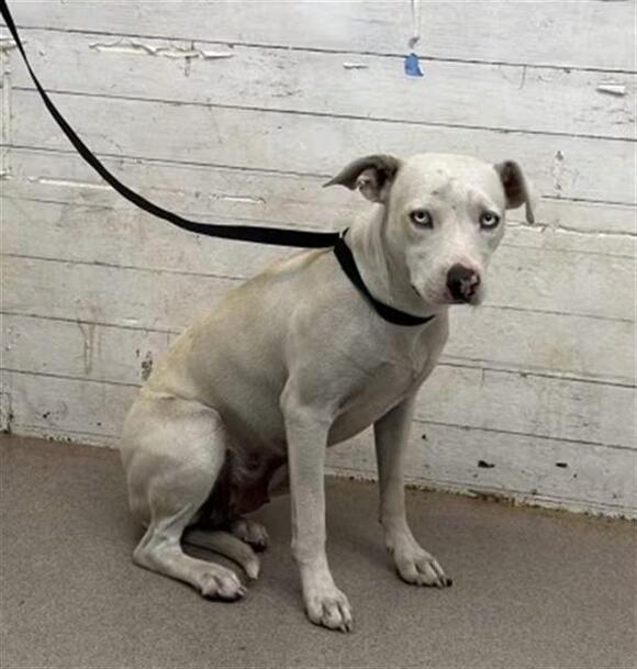 🐶 Playful, Gentle & Loyal Dogs Ready for Adoption in San Bernardino ...