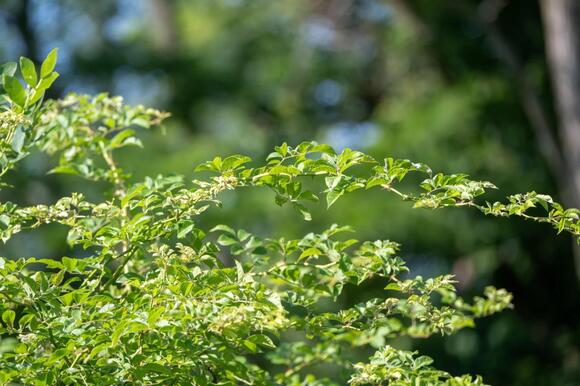 New Yorkers: Rip These 6 Dangerous Plants Out of Your Yard Right Now ...