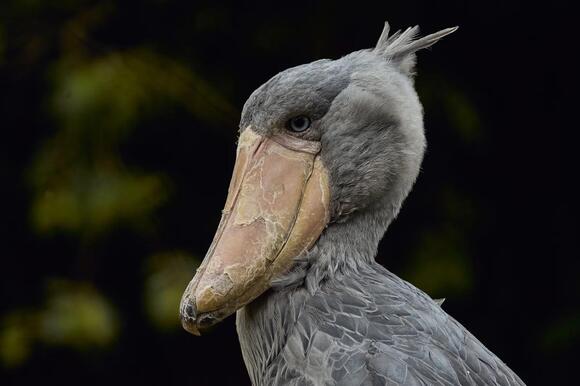 9 Facts About the Shoebill That Explain Why This Enormous Bird Looks ...