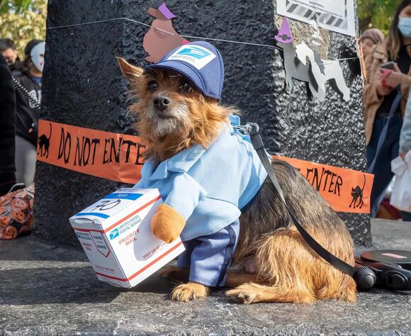 The Pet Costume That Tops Halloween Surveys Year After Year - NewsBreak