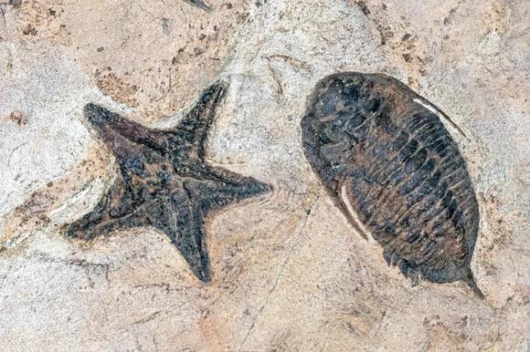 7 Evolutionary Theories That Challenge Everything You Know About Life ...