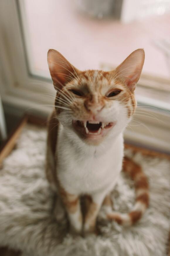 10 Cat Breeds With a Natural “Smiling” Expression - NewsBreak