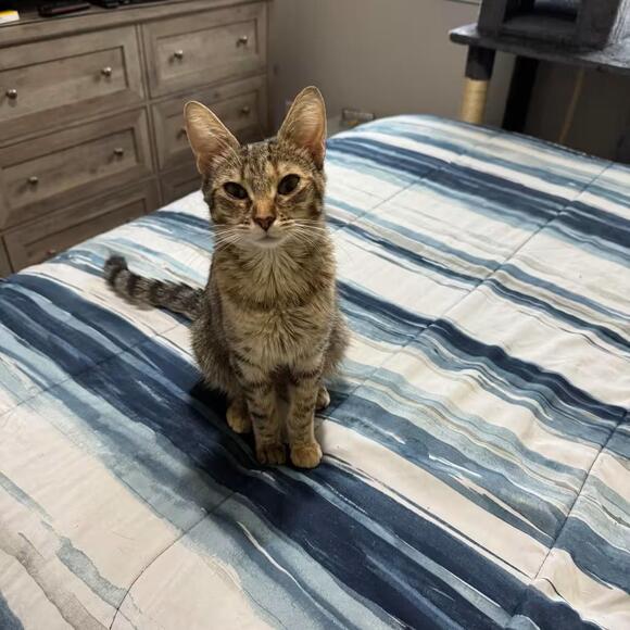 🐱 Sweet Belfair Cats Ready for Adoption in Mason County - NewsBreak
