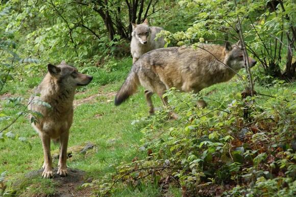 Michigan’s Wolves Are Pushing Beyond Protected Areas, and That’s ...