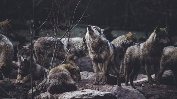 The Mutant Wolves of Chernobyl Have Evolved to Survive Cancer - NewsBreak
