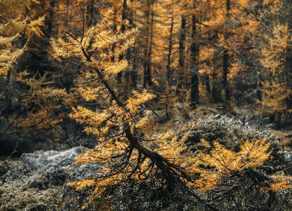 Beware the Ides of Larch: WSDOT Issues Fall Hiking Warning - NewsBreak