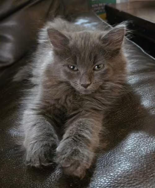 🐱 Playful & Affectionate Cats Waiting for Adoption in Walled Lake ...