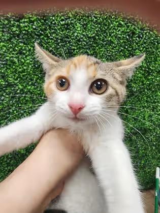 🐱 Playful, Sweet Cats Ready for Adoption in Seneca, SC - NewsBreak