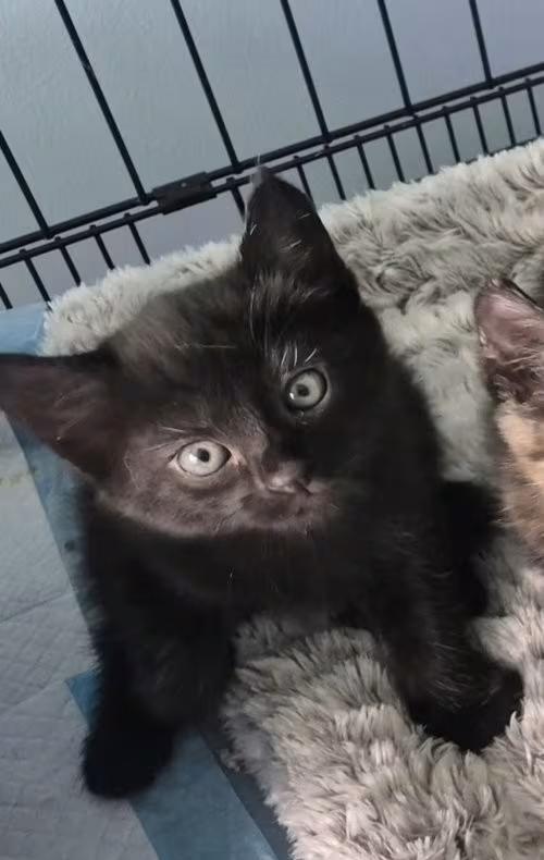 🐱 Playful & Sweet Cats Ready for Adoption in Columbus - NewsBreak