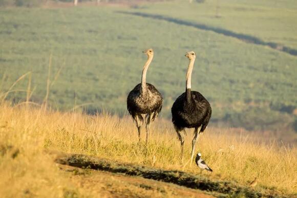8 Desert Birds That Survive Temperatures That Send Other Animals ...