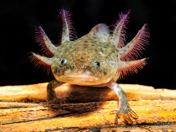 JOUET SENSORIEL ARTICULÉ - DRAGON AXOLOTL - COULEUR ALÉATOIRE