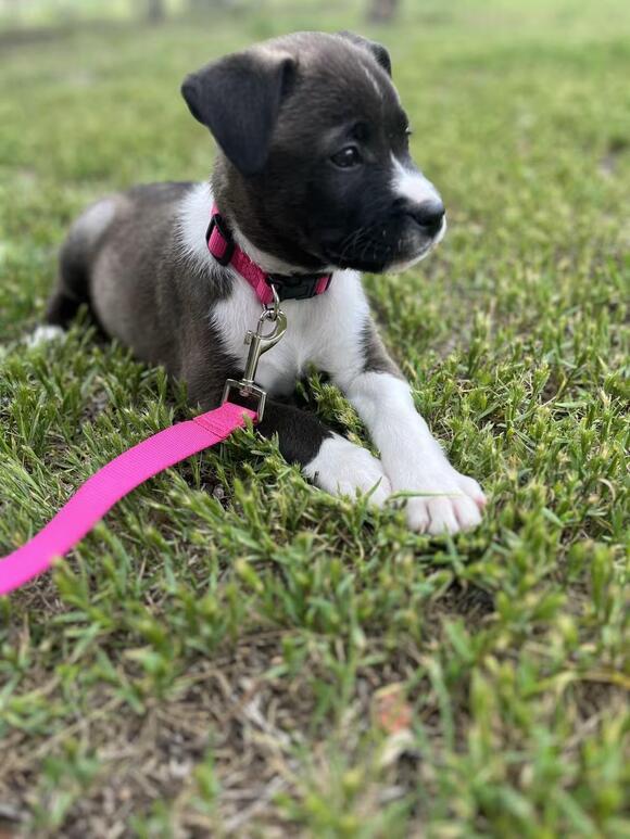 🐶 Playful, Loyal Dogs Ready for Adoption in Hutchinson KS - NewsBreak
