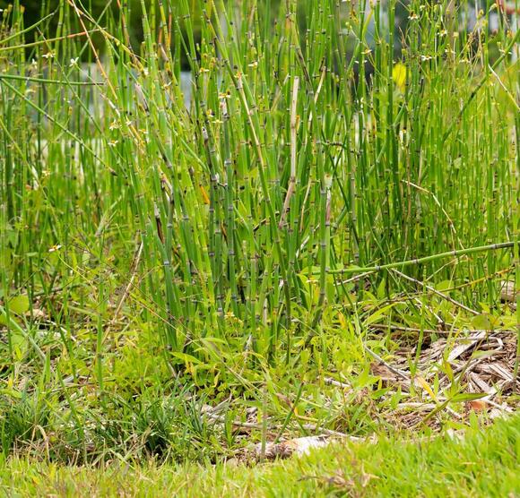 Discover 12 Invasive Species in Oklahoma