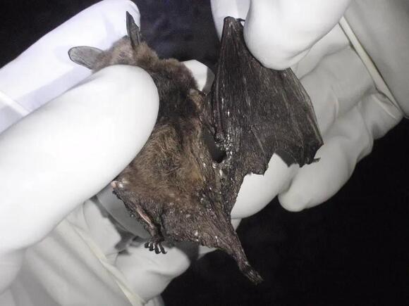 8 Bat Species You’ll Find in Detroit: Complete Identification Guide ...
