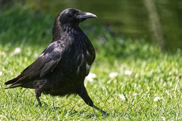 Why Do Ravens Gather Around Dead Animals? A Strange Behavior Scientists ...