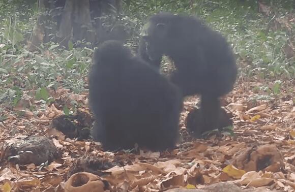14 Times Wild Animals Shocked Scientists - NewsBreak