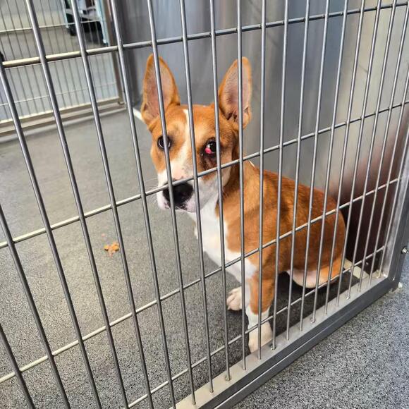🐶 Playful Puppies & Sweet Adult Dogs Ready for Adoption in Montgomery ...