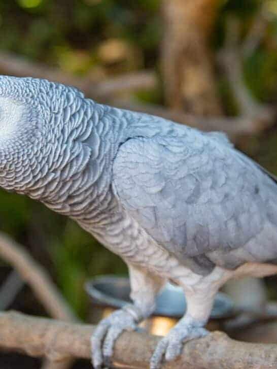 Lost Parrot Returns Years Later Speaking Spanish - NewsBreak