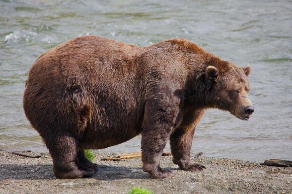 Chubby cub contest kicks off Alaska’s viral Fat Bear Week - NewsBreak