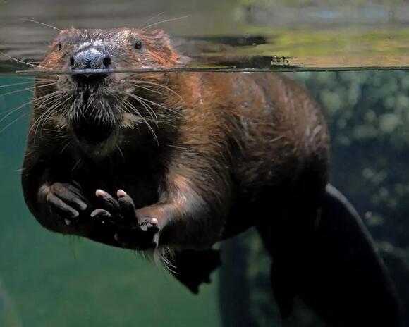 Meet Indiana’s Smallest And Fiercest Predator - NewsBreak