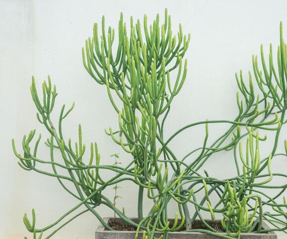 How to propagate a pencil cactus – for more of these super structural ...
