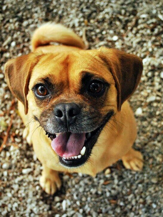Retro Pug: An Iconic Dog - NewsBreak