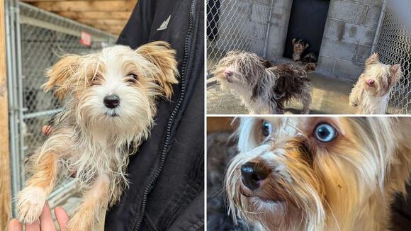 24 Dogs Rescued From Waterless, Condemned 'Horrific' Home In Deerpark ...