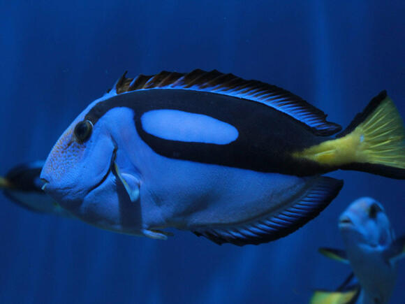 What Kind of Fish Is Dory? Real Species Explained - NewsBreak