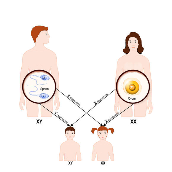 The Y Chromosome May Be Vanishing. What Does It Mean For The Future of ...