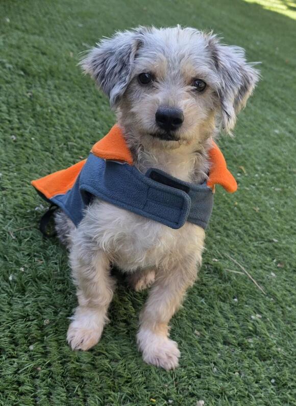 🐶 Gentle, Family-Friendly Dogs Waiting for Adoption in Fallbrook ...