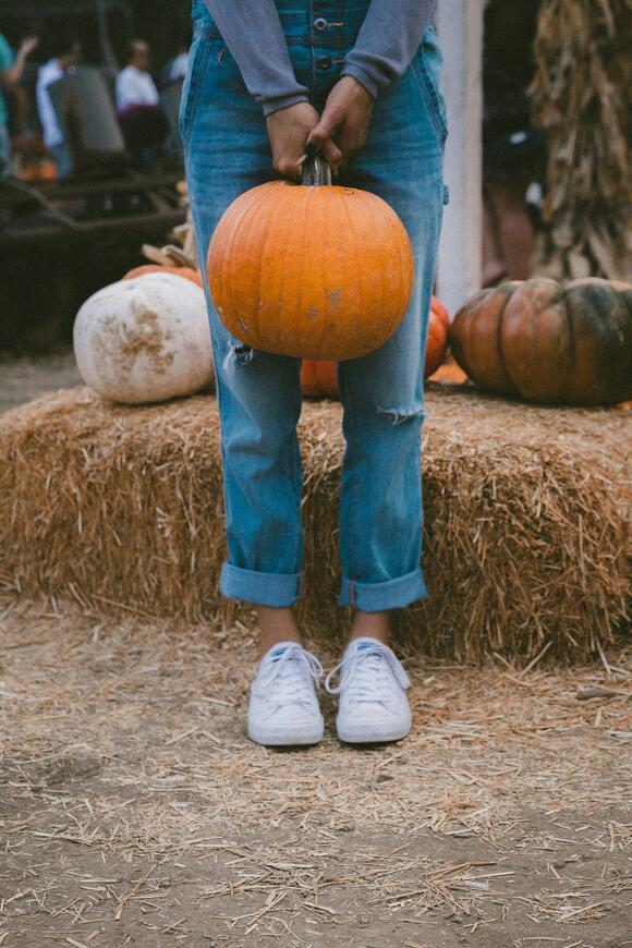 Spina Farms Pumpkin Patch, south of San Jose, has officially opened for ...