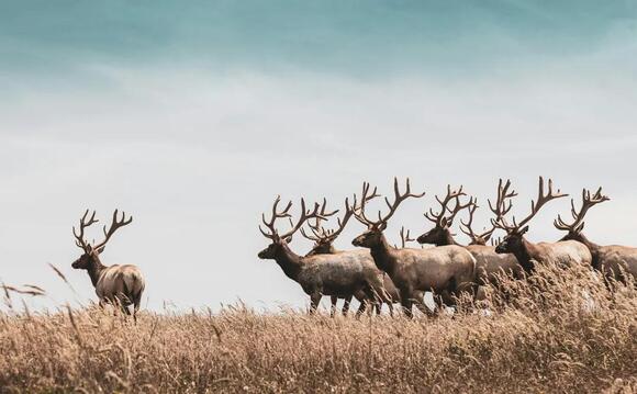 What Do You Call a Group of Elk? The Answer Sounds Like Trouble - NewsBreak