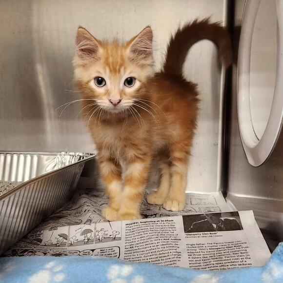 🐱 Playful Kittens Ready for Adoption in Milton, FL - NewsBreak