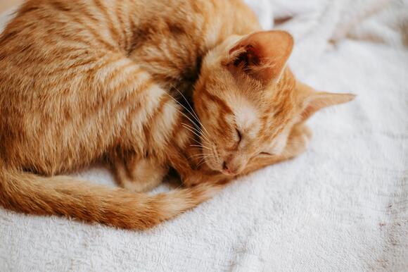 Do Cats Dream About Hunting? - NewsBreak