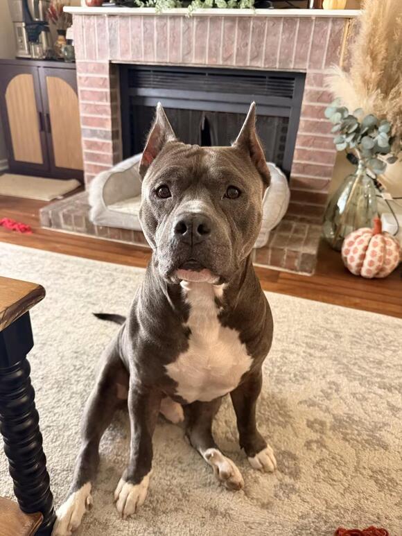 🐶 Playful, Unique & Loving Dogs Ready for Adoption in Jacksonville ...